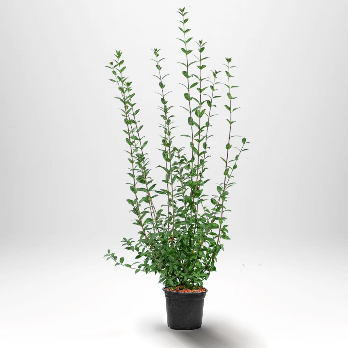 Liguster Vulgare Atrovirens - Landscape Q - Pottedyrket - Fra 30 cm till 150 cm